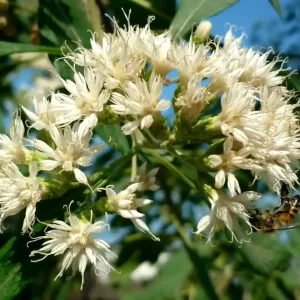 Extrato de Assapeixe - Tintura Mãe