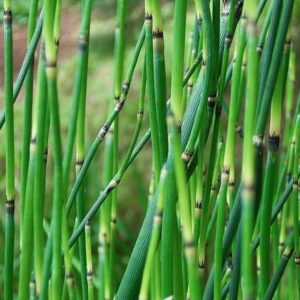 Extrato de Cavalinha