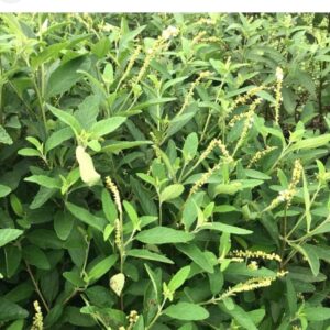 Extrato de Erva Baleeira