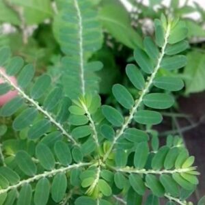 Extrato Quebra Pedra